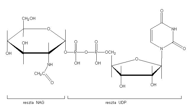 Prekursor chityny, urydyno-5’-difosforan-N-acetyloglukozaminy UDP-NAG.