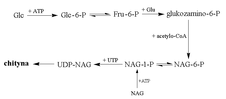 Uproszczony schemat biosyntezy chityny – wyjaśnienia symboli w tekście powyżej.
